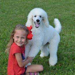 Poodle Puppies from D and D Standard Poodles