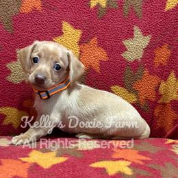 Cream Female Smooth Coat Orange Collar - Cream female Dachshund puppy in Cleveland, Tennessee from Kelly's Doxie Farm