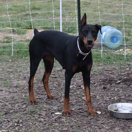 Nati - Doberman Pinscher