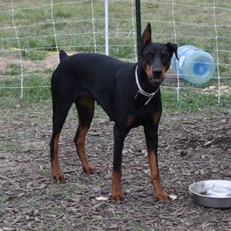 Nati - Doberman Pinscher