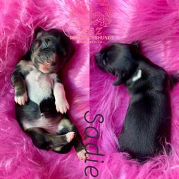 Sadie - Black and cream female Dachshund puppy in Hornbeck, Louisiana from A&Z Mini Dachshunds