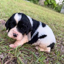 Boy 5 light blue gray collar - White and black male English Springer Spaniel puppy in Bonifay, Florida from Sherrouse English Springer Spaniels