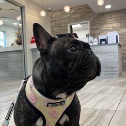 Emma - French Bulldog
