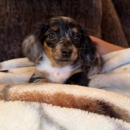 Lily - Dachshund