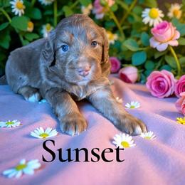 Sunset - Red phantom female Aussiedoodle puppy in Ellenburg Center, New York from Kristin's Puppies