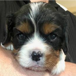 Cavalier King Charles Spaniel puppies from Bubble-ishous Cavaliers, Cavapoos and Portadoodles