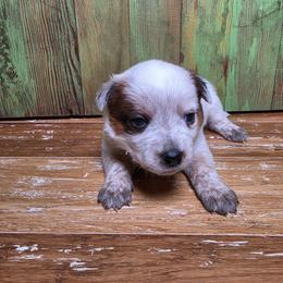 Orange Collar Red Female - Red speckled female Australian Cattle Dog puppy in Riverton, Utah from Rundown Ranch Cattle Dogs