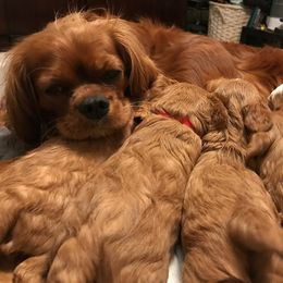 Cavalier King Charles Spaniel Puppies from Puppies of Newington