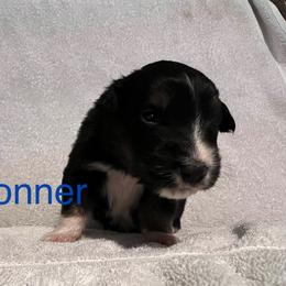 Donner - Black tri-color male Australian Shepherd puppy in Rose Hill, North Carolina from Motega Australian Shepherds