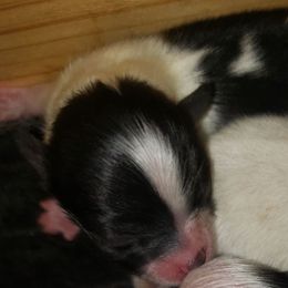 Boo - Black parti male Pomeranian puppy in Weatherford, Texas from Jeweled Poms