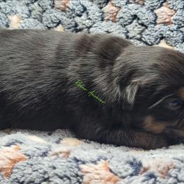 Jasper - Black tri male Miniature Australian Shepherd puppy in Deer Park, Washington from Rodeo Aussies