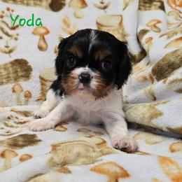 Yoda - Tri-color male Cavalier King Charles Spaniel puppy in Wardville, Oklahoma from Lily of the Valley Cavaliers