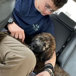 Paco - Sable male Assorted Doodle Crosses puppy in Cape Coral, Florida from Happiest Retrievers