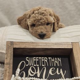 Goldendoodle Puppies from Pemberley Puppies