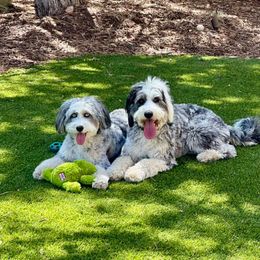 Australian Mountain Doodle puppies from North 40 Doodles