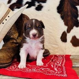 'Apollo' - Red tri-color male Australian Shepherd puppy in Durand, Wisconsin from Larson’s Legacy Aussome Aussie Kennels