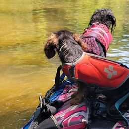 Dachshunds from Rissas CrAz Critters