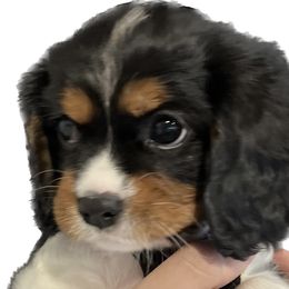 Cavalier King Charles Spaniel Puppies from AustinCavalier