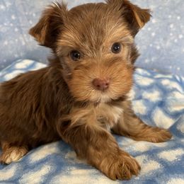Yorkshire Terrier Puppies from Sport Yorkie