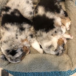 Miniature American Shepherd Puppies from Stones River Mini American Shepherds