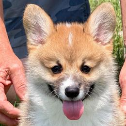 Ready To Go Now- Boy 2 - Sable male Pembroke Welsh Corgi puppy in Rochester, Indiana from Stacy’s Pembroke Welsh Corgis