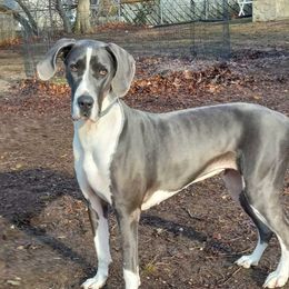 XENA - Great Dane