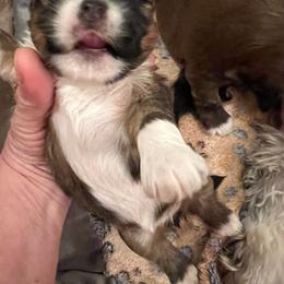 Puppy 2 - Red gold female Lhasa Apso puppy in Simpsonville, South Carolina from Tammy Privette