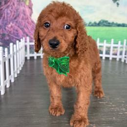 AKC Bella - Red  female Poodle puppy in Cape Coral, Florida from Ruby the poodle