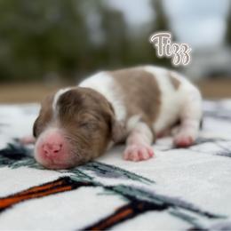Fizz - Chocolate merle male Bernedoodle puppy in Youngstown, Florida from Wonderland’s Boujie Kennels