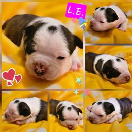 L.E. (Limited Edition)-Girl 1-Reserved - Black brindle and white female Boston Terrier puppy in South Of Boston, Massachusetts from Boston Collections