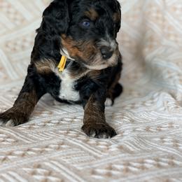 Travel - yellow - Phantom female Bernedoodle puppy in Charleston, South Carolina from Palm Belle Doodles