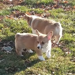 Pembroke Welsh Corgi Puppies from Benischek's P. W. Corgi's