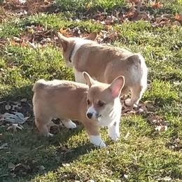 Pembroke Welsh Corgi Puppies from Benischek's P. W. Corgi's