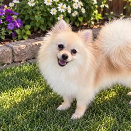 Chelsea - Pomeranian