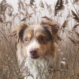 P-Nut - Miniature American Shepherd