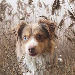 P-Nut - Miniature American Shepherd