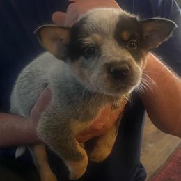 Boy 3 - Blue male Australian Cattle Dog puppy in Norton, Ohio from Australian Cattle Dog Company
