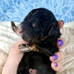 Tricolor male - Tri-color male Bernedoodle puppy in Crete, Illinois from Plum Valley Pups