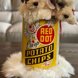 Scottish Terrier and Sealyham Terrier Puppies from Afterglow Kennels, LLC