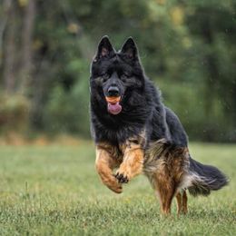 German Shepherd Puppies from Wolf Rivers Kennels