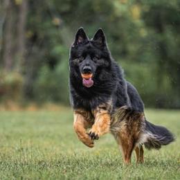 German Shepherd Puppies from Wolf Rivers Kennels