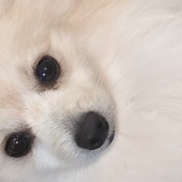 Odi - Pomeranian