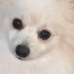 Odi - Pomeranian
