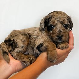 Aspen - Blue merle female Aussiedoodle puppy in Flagstaff, Arizona from Gunstock Doodles