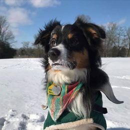 Australian Shepherds from Renegade Performance Australian Shepherds