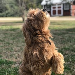 Clara - Australian Labradoodle