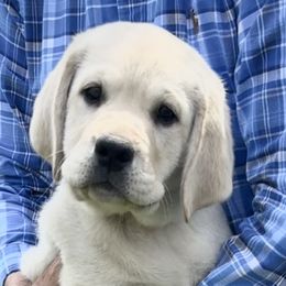 Labrador Retriever Puppies from Flashylabs  AKC GR CHAMPION SIRED