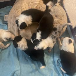 Border Collie puppies from Bob & Donette's Border Collies