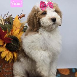 Yumi - Red female Bernedoodle puppy in Neillsville, Wisconsin from Granton Creek