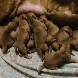 Girl 6 - Dark golden female Golden Retriever puppy in Sacramento Area, California from Gold Country Golden Retrievers